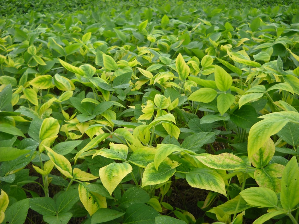 Soil and leaf analysis for crop nutrition