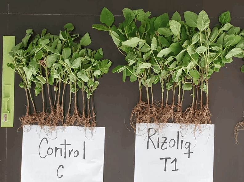 Rizoliq Top field trial results
