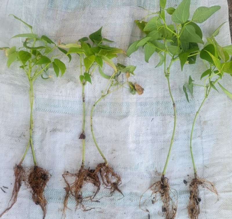 Rizoliq Top Poroto inoculant for red kidney beans